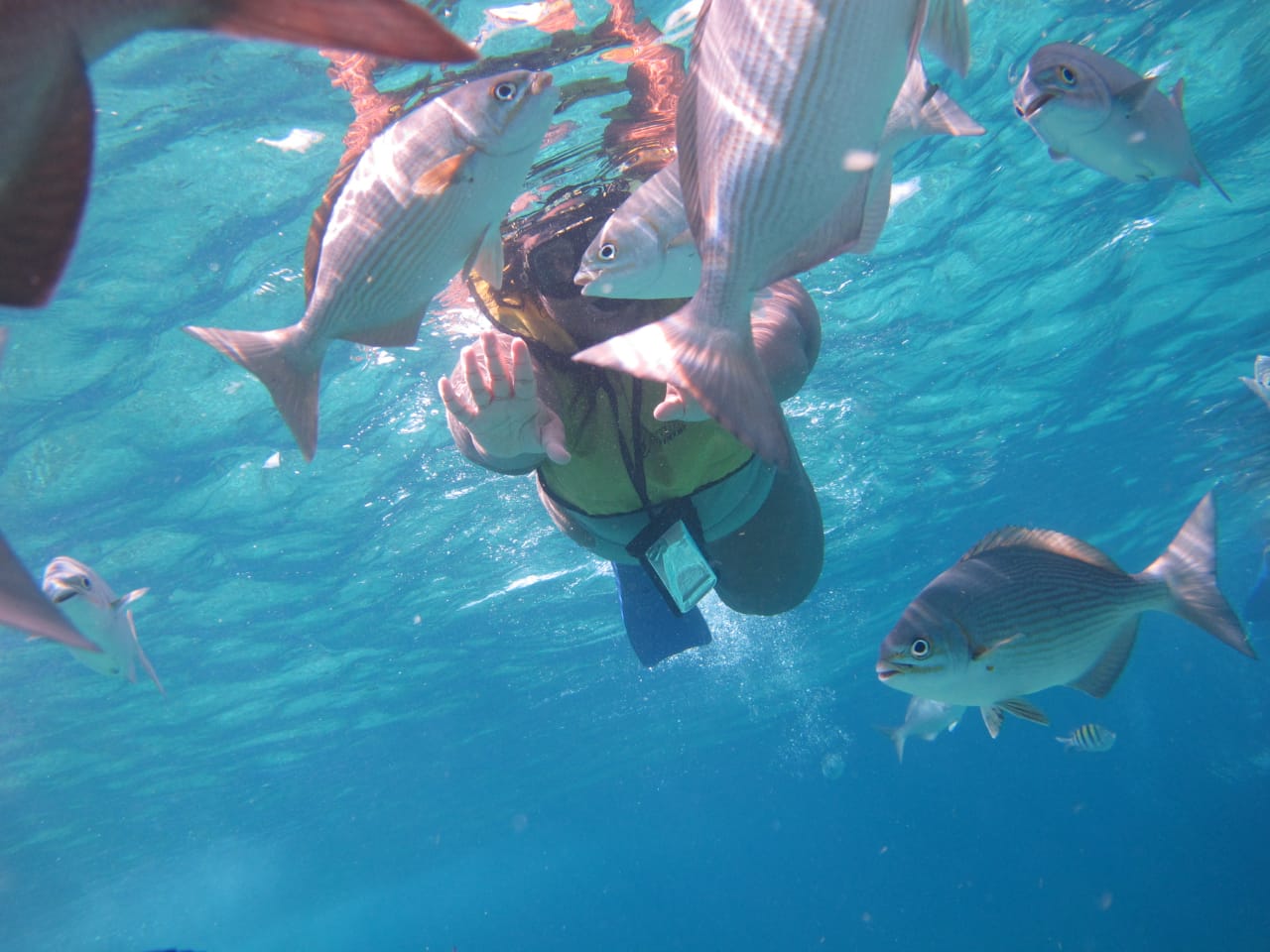 Cruise Brothers Travel Agent TULITA URSIN